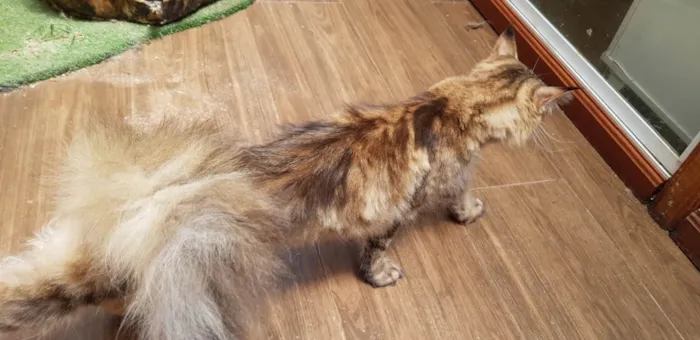 Gato ra a Maine Coon idade 6 ou mais anos nome BELLE