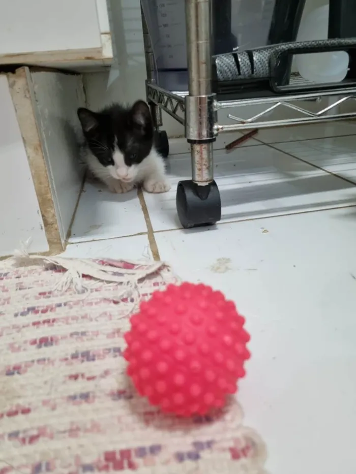 Gato ra a SRD-ViraLata idade Abaixo de 2 meses nome Manchinha