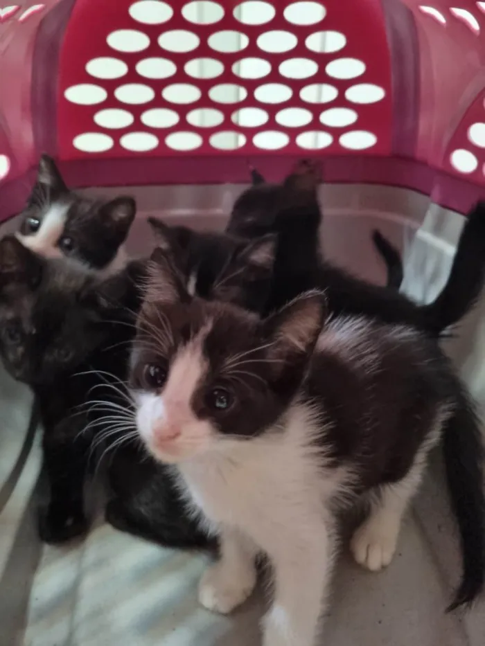 Gato ra a SRD-ViraLata idade Abaixo de 2 meses nome Manchinha