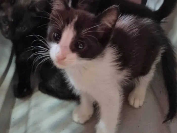Gato ra a SRD-ViraLata idade Abaixo de 2 meses nome Manchinha