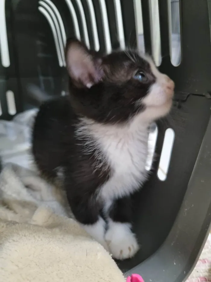 Gato ra a SRD-ViraLata idade Abaixo de 2 meses nome Princesinha