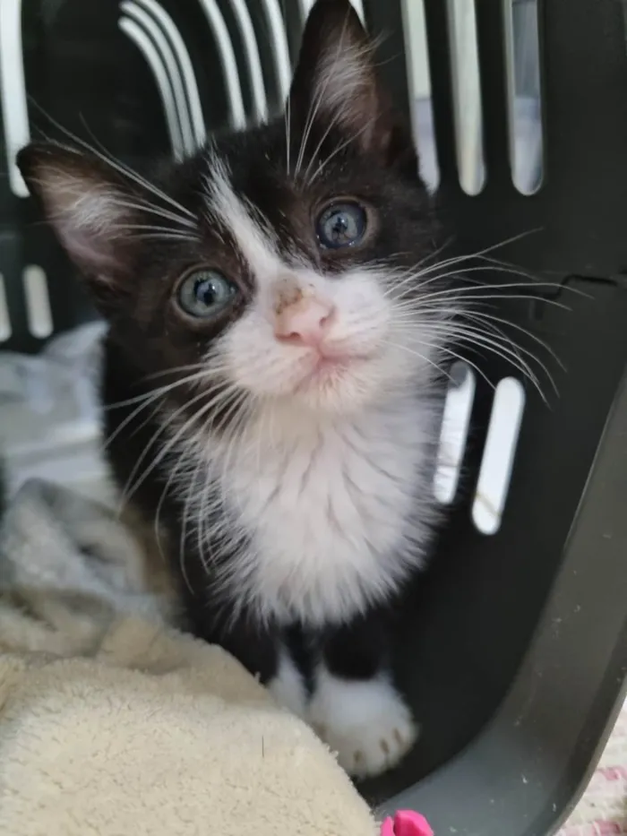 Gato ra a SRD-ViraLata idade Abaixo de 2 meses nome Princesinha