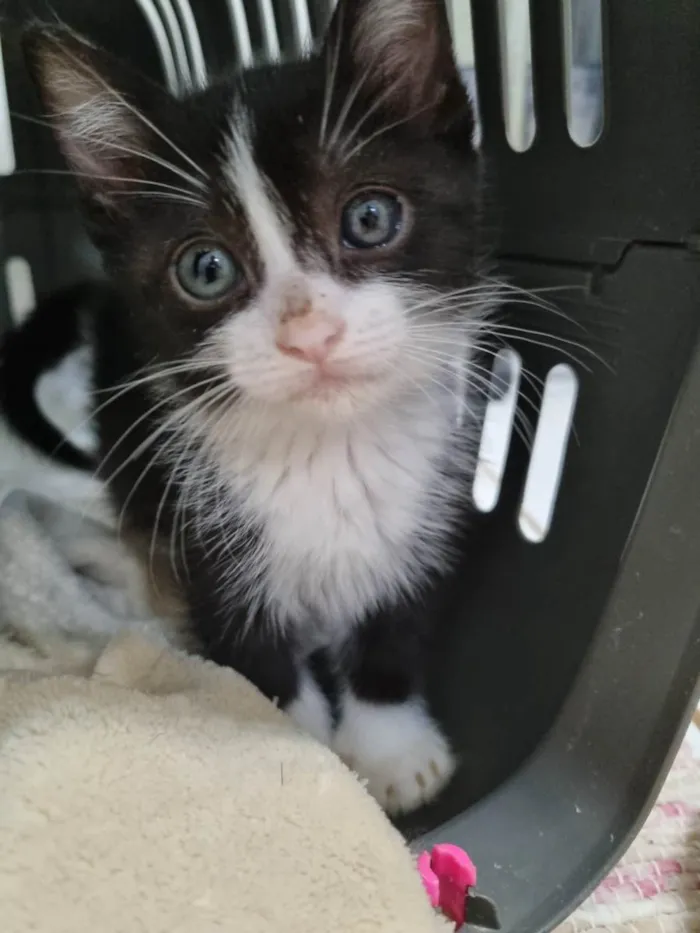 Gato ra a SRD-ViraLata idade Abaixo de 2 meses nome Princesinha