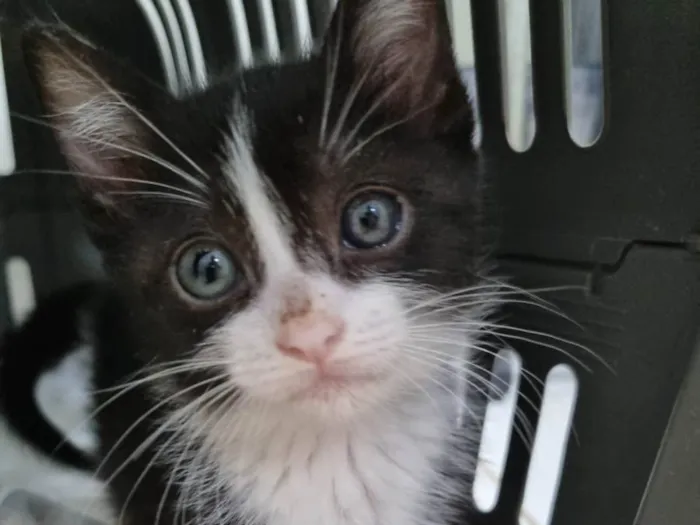 Gato ra a SRD-ViraLata idade Abaixo de 2 meses nome Princesinha