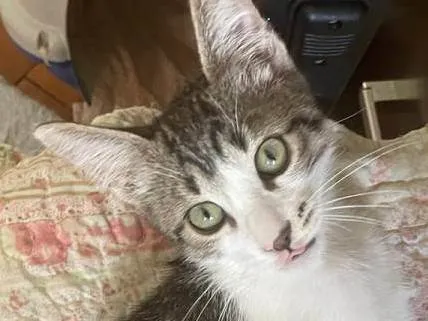 Gato ra a SRD-ViraLata idade 2 a 6 meses nome Vavá