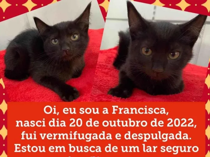 Gato ra a Srd idade 2 a 6 meses nome Francisca 