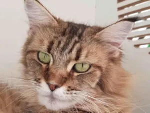 Gato raça Maine Coon idade 6 ou mais anos nome BELLE