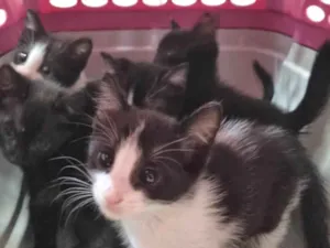Gato raça SRD-ViraLata idade Abaixo de 2 meses nome Manchinha