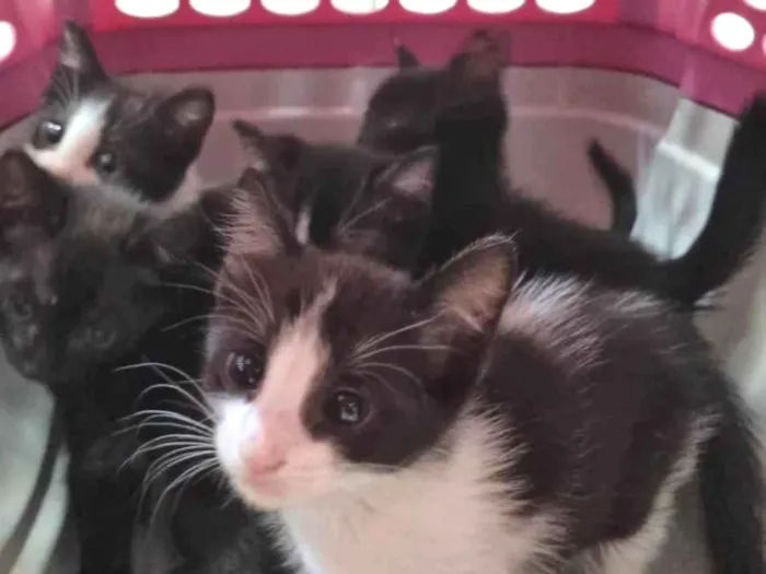 Gato ra a SRD-ViraLata idade Abaixo de 2 meses nome Manchinha