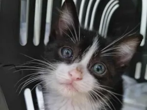 Gato raça SRD-ViraLata idade Abaixo de 2 meses nome Princesinha