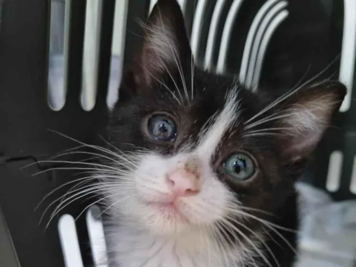 Gato ra a SRD-ViraLata idade Abaixo de 2 meses nome Princesinha