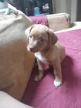 Coisinha da mãe 
