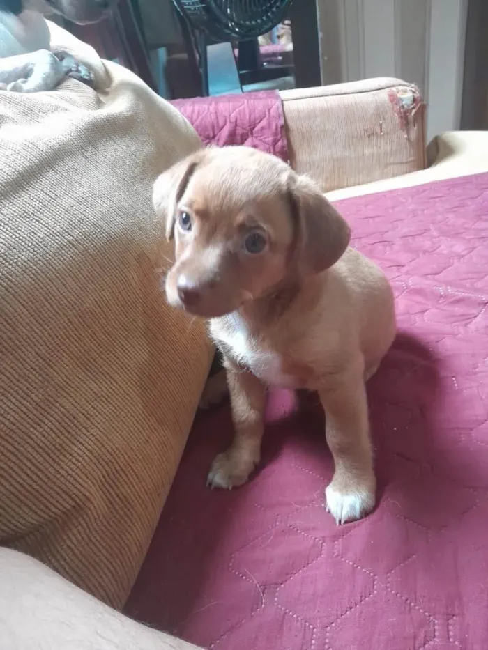 Cachorro ra a SRD-ViraLata idade Abaixo de 2 meses nome Coisinha da mãe 