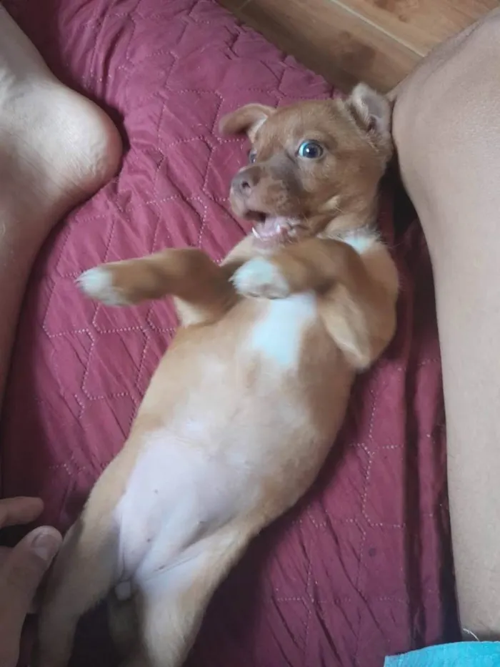 Cachorro ra a SRD-ViraLata idade Abaixo de 2 meses nome Coisinha da mãe 