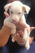 Polaquinho