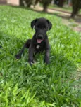 Fêmeas Dogue Alemão 