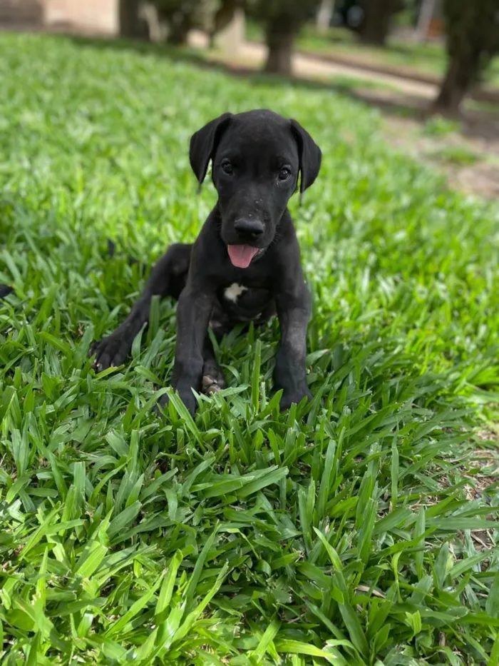 Cachorro raça Dogue Alemão idade 2 a 6 meses nome Fêmeas Dogue Alemão 
