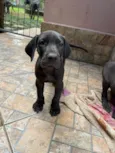Fêmeas Dogue Alemão 