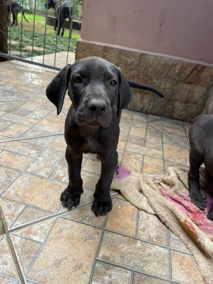Cachorro raça Dogue Alemão idade 2 a 6 meses nome Fêmeas Dogue Alemão 