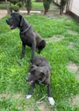 Fêmeas Dogue Alemão 