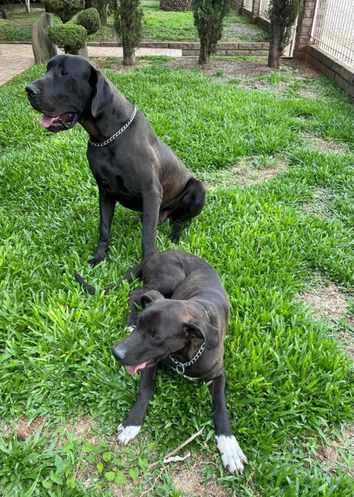 Cachorro raça Dogue Alemão idade 2 a 6 meses nome Fêmeas Dogue Alemão 