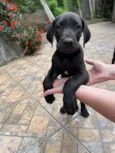 Fêmeas Dogue Alemão 