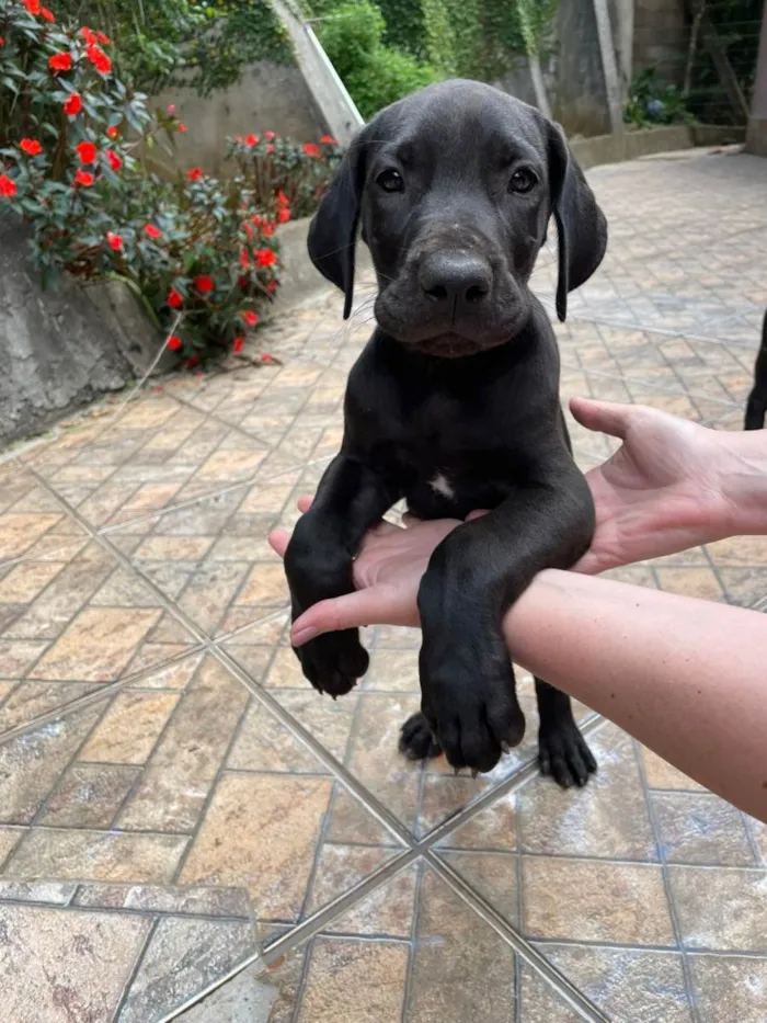 Cachorro raça Dogue Alemão idade 2 a 6 meses nome Fêmeas Dogue Alemão 