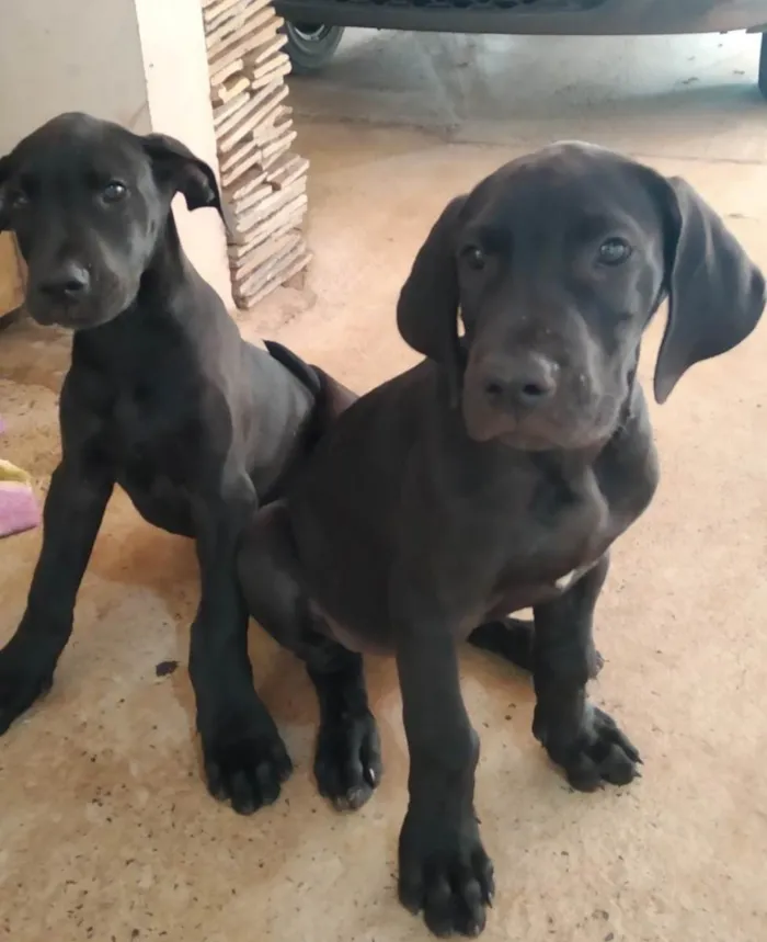 Cachorro raça Dogue Alemão idade 2 a 6 meses nome Fêmeas Dogue Alemão 