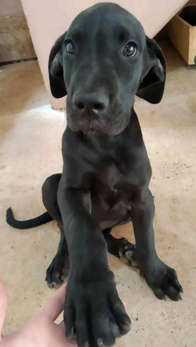 Cachorro raça Dogue Alemão idade 2 a 6 meses nome Fêmeas Dogue Alemão 