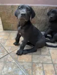 Fêmeas Dogue Alemão 