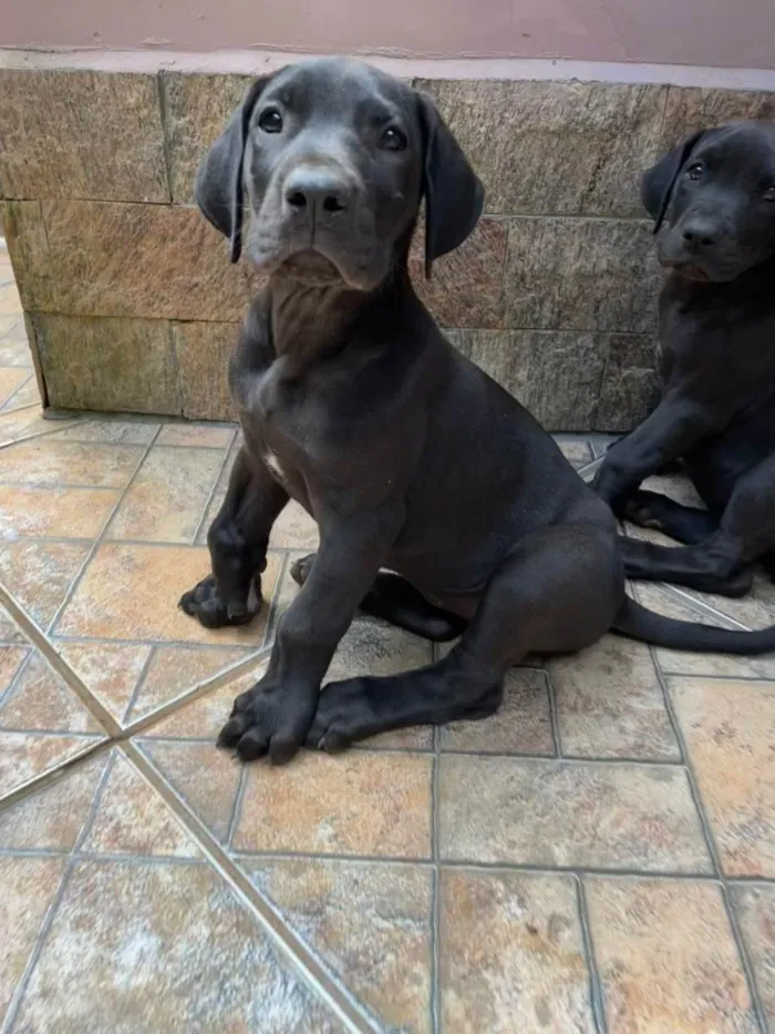 Cachorro raça Dogue Alemão idade 2 a 6 meses nome Fêmeas Dogue Alemão 