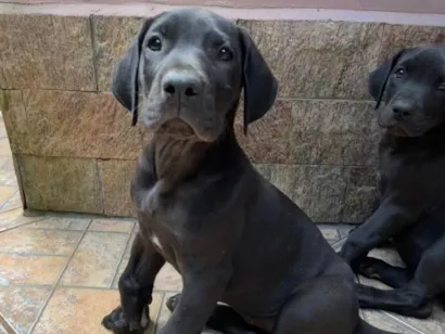 Cachorro raça Dogue Alemão idade 2 a 6 meses nome Fêmeas Dogue Alemão 