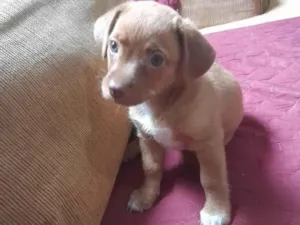 Cachorro raça SRD-ViraLata idade Abaixo de 2 meses nome Coisinha da mãe 