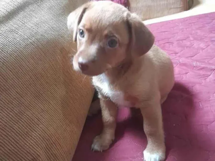 Cachorro ra a SRD-ViraLata idade Abaixo de 2 meses nome Coisinha da mãe 