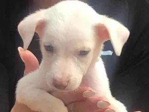 Cachorro raça SRD-ViraLata idade Abaixo de 2 meses nome Polaquinho