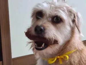 Cachorro raça SRD-ViraLata idade 5 anos nome Paçoca