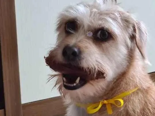 Cachorro ra a SRD-ViraLata idade 5 anos nome Paçoca