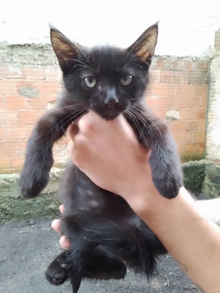 Gato raça SRD-ViraLata idade 2 a 6 meses nome sem nome 