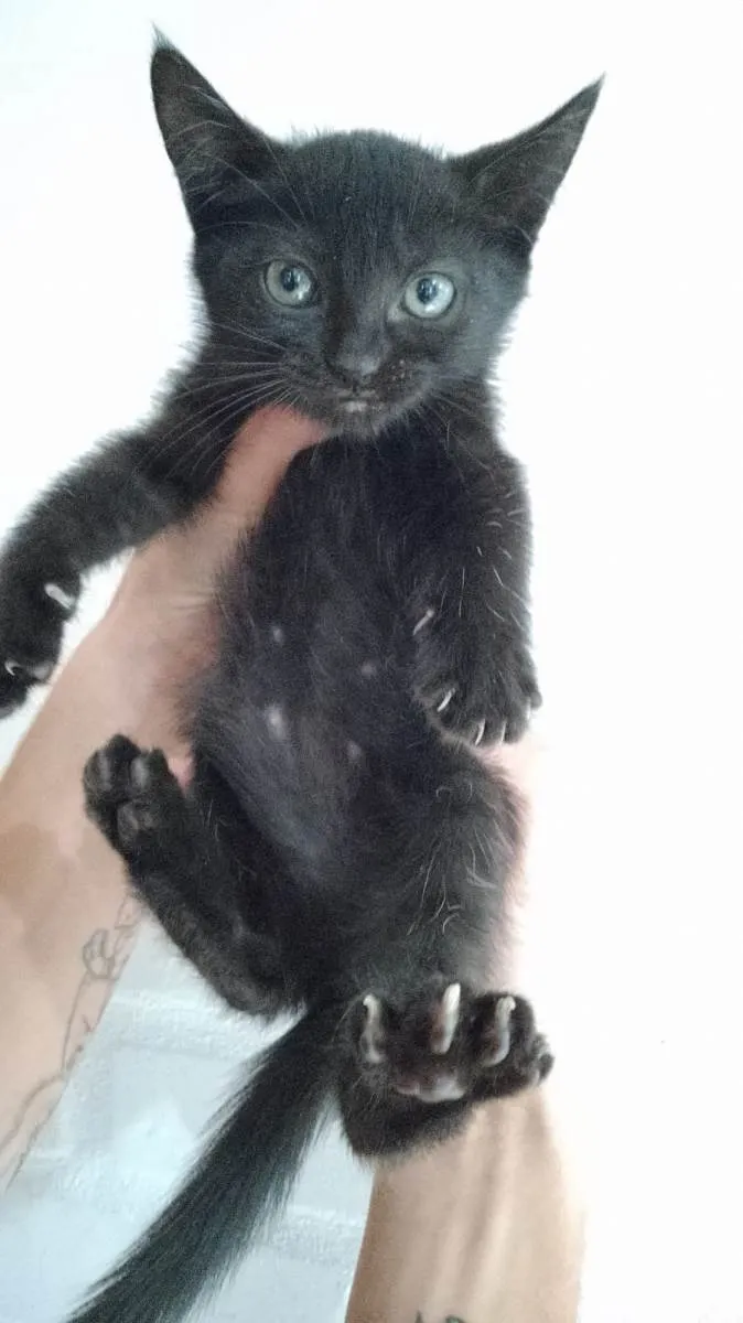Gato raça SRD-ViraLata idade 2 a 6 meses nome sem nome 