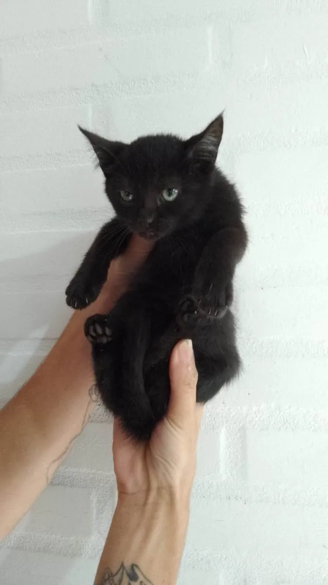 Gato raça SRD-ViraLata idade 2 a 6 meses nome sem nome 