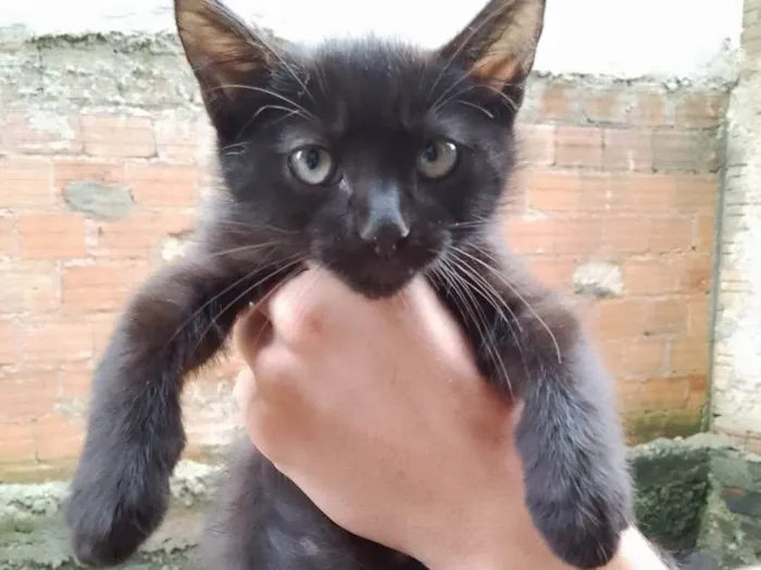 Gato raça SRD-ViraLata idade 2 a 6 meses nome sem nome 