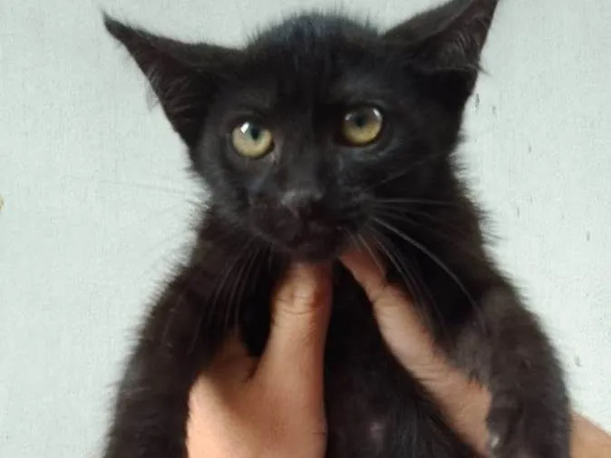 Gato raça SRD-ViraLata idade 2 a 6 meses nome sem nome 