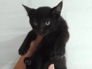 Gato raça SRD-ViraLata idade 2 a 6 meses nome sem nome 