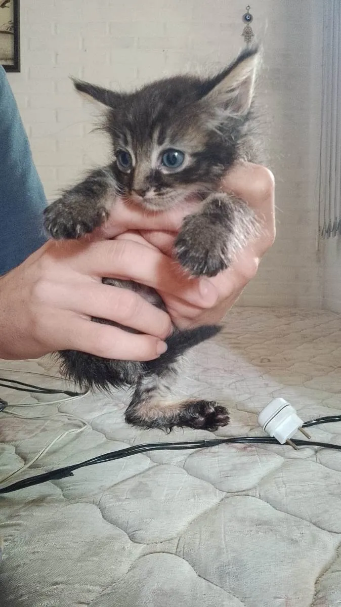 Gato raça SRD-ViraLata idade Abaixo de 2 meses nome sem nome