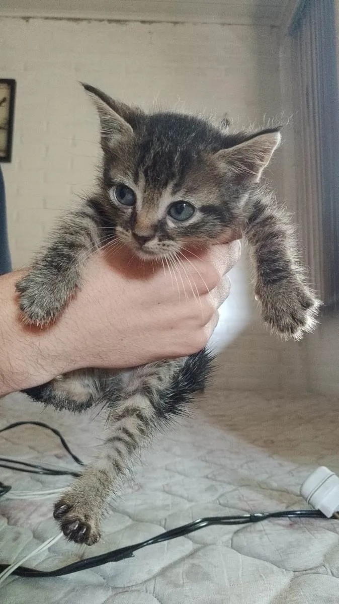 Gato raça SRD-ViraLata idade Abaixo de 2 meses nome sem nome