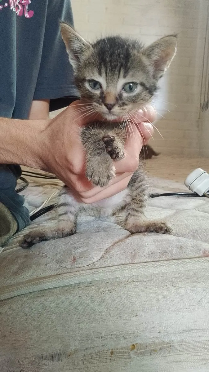 Gato raça SRD-ViraLata idade Abaixo de 2 meses nome sem nome