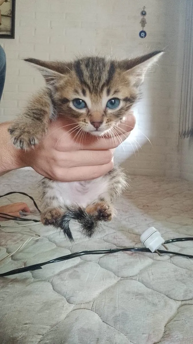 Gato raça SRD-ViraLata idade Abaixo de 2 meses nome sem nome