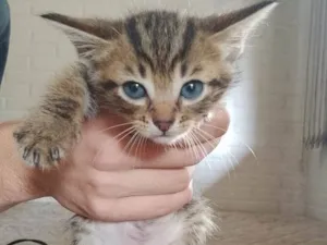 Gato raça SRD-ViraLata idade Abaixo de 2 meses nome sem nome