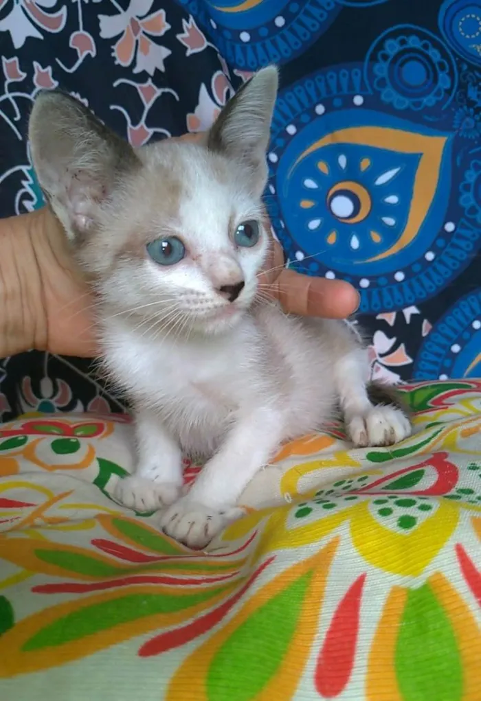 Gato ra a SRD-ViraLata idade 2 a 6 meses nome JANNE