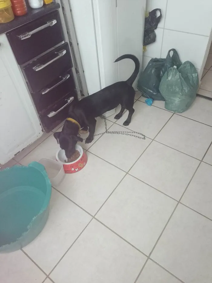 Cachorro raça Labrador idade 2 a 6 meses nome Thor